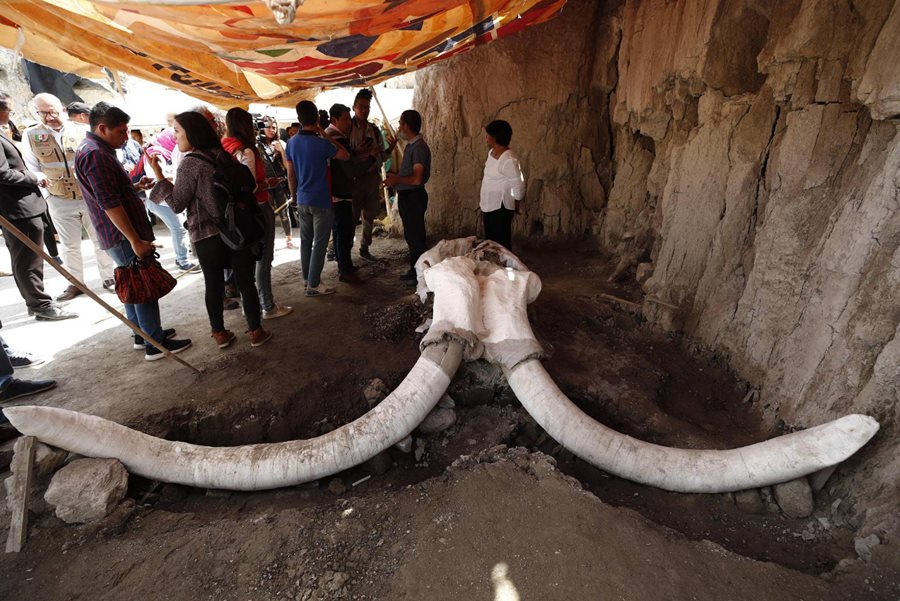 Restos de ejemplares de mamuts hallados en trampas en México