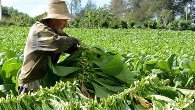 Tabaco, subsidio