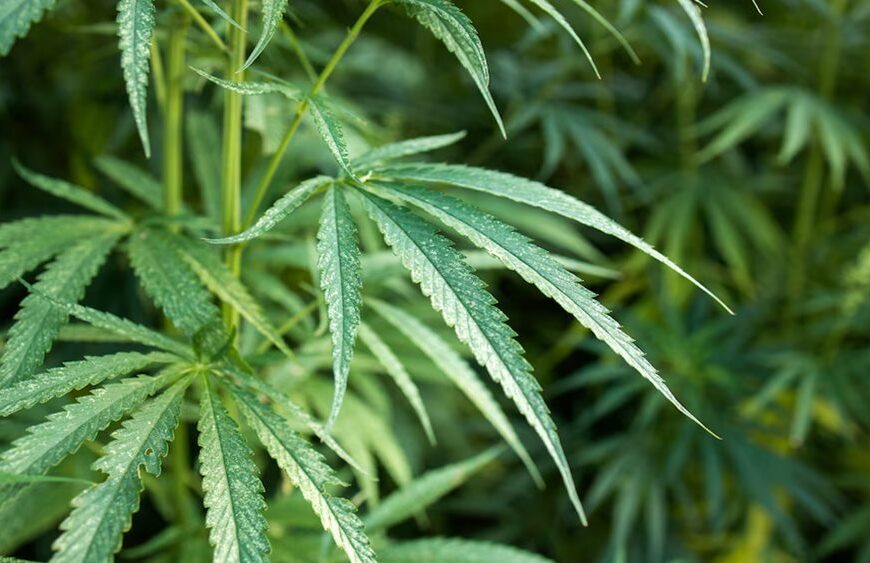 Consumo de cannabis: expertos en EEUU alertan sobre el aumento de casos de un extraño síndrome