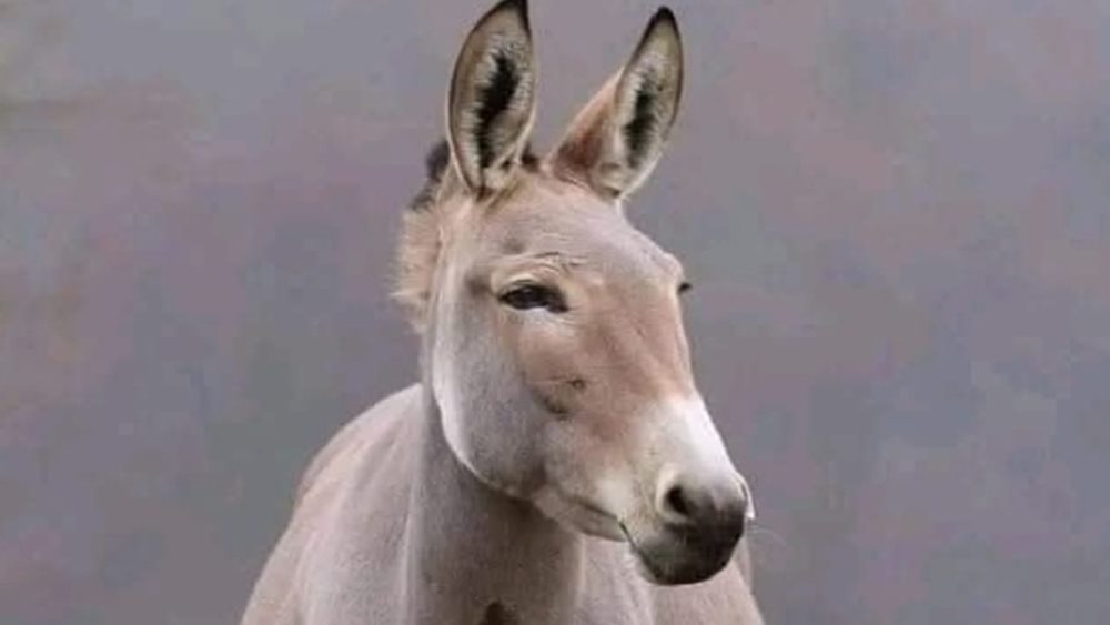 «Un Burro, hijo de Burro»